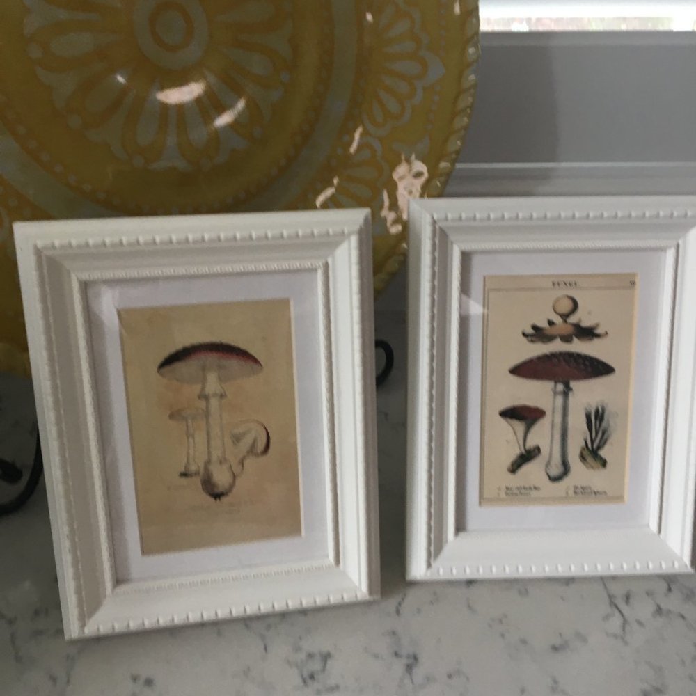 Framed Mushroom Prints
